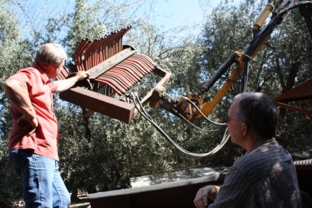 Hutchinson canopy-sharing harvester in olive orchard: Art Hutchinson and Uriel Rosa, UC agricultural engineer